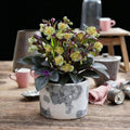 Lenten rose Helleborus lividus Purple Marble, plant in pot