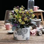 Lenten rose Helleborus lividus Purple Marble, plant in pot