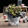 Lenten rose Helleborus lividus Purple Marble