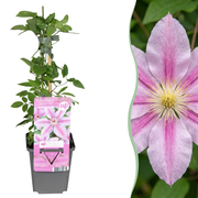 Clematis &