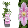 Clematis 'Nelly Moser' - roze gestreepte bosrank - Ø9 cm