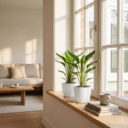 Strelitzia Reginea - Paradijsvogelbloem met witte pot, kenmerkend blad