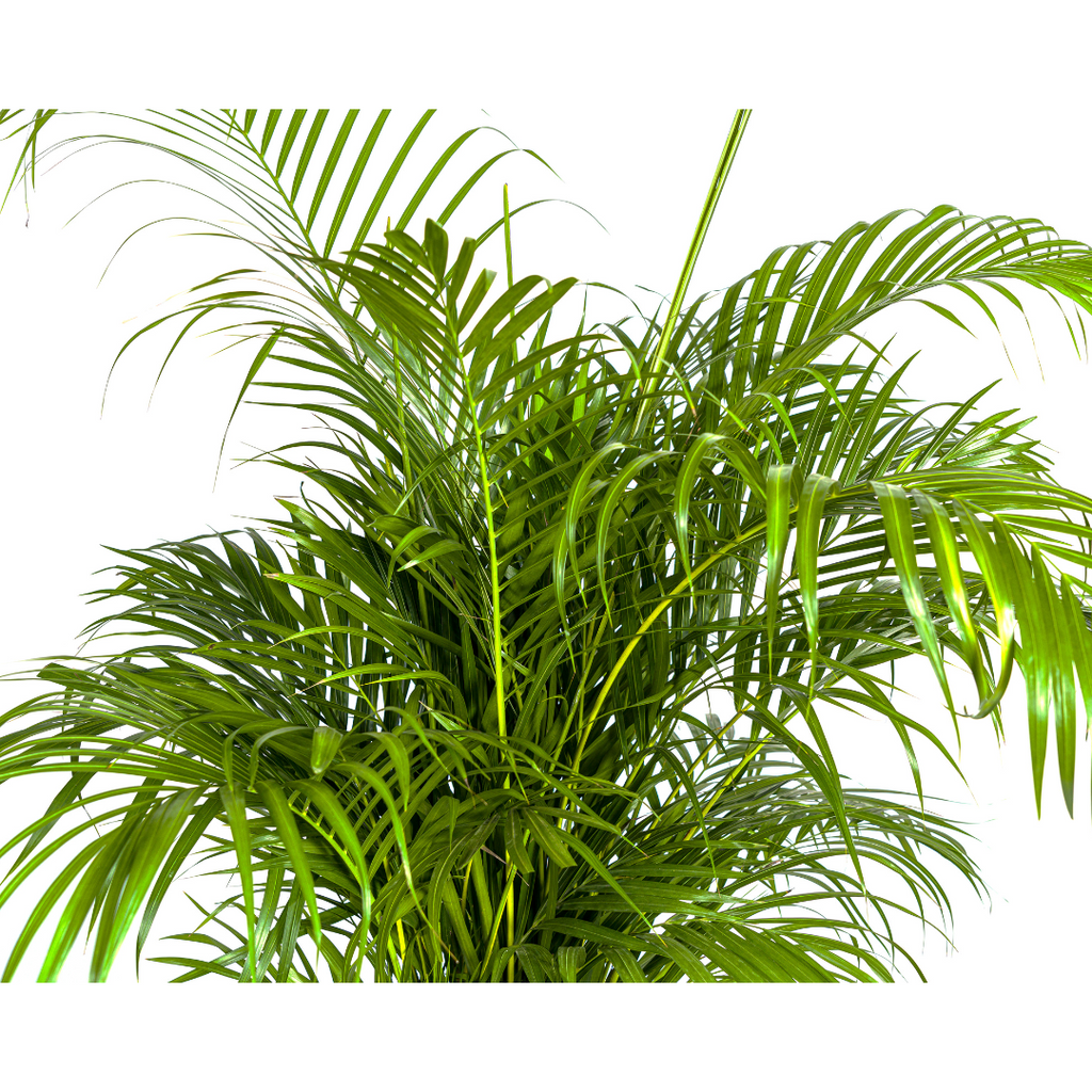 Dypsis Areca lutescens, detail van het blad