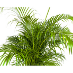 Dypsis Areca lutescens, detail van het blad