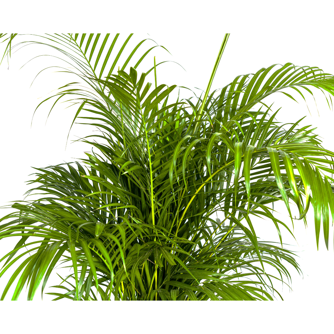 Dypsis Areca lutescens, detail van het blad