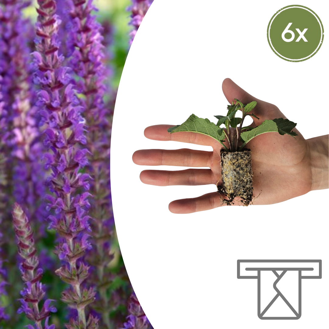Salvia – 6 Pluggen | Kweek & Geniet van Prachtige Salvia, kenmerkend blad