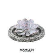 ROOTLESS Succulent Echeveria Lilacina in schaal &