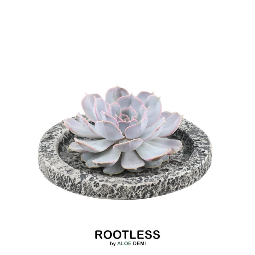 ROOTLESS Succulent Echeveria Lilacina in schaal 'Concrete', kenmerkend blad