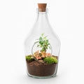 Productfoto van Open terrarium John