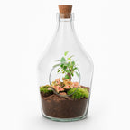 Productfoto van Open terrarium John