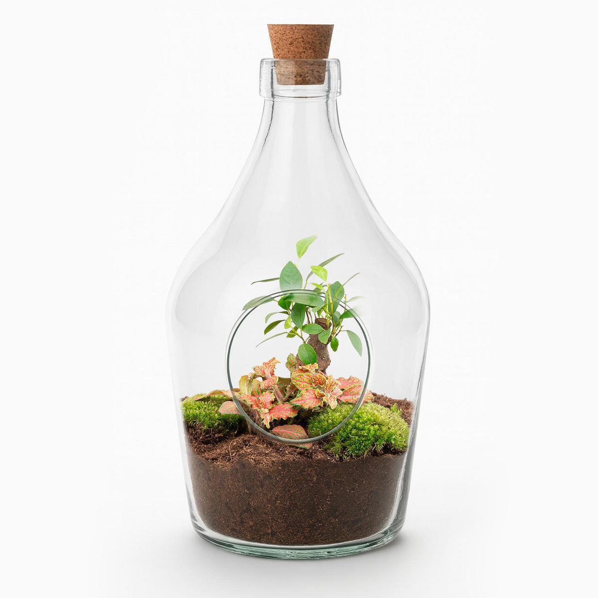 Productfoto van Open terrarium John