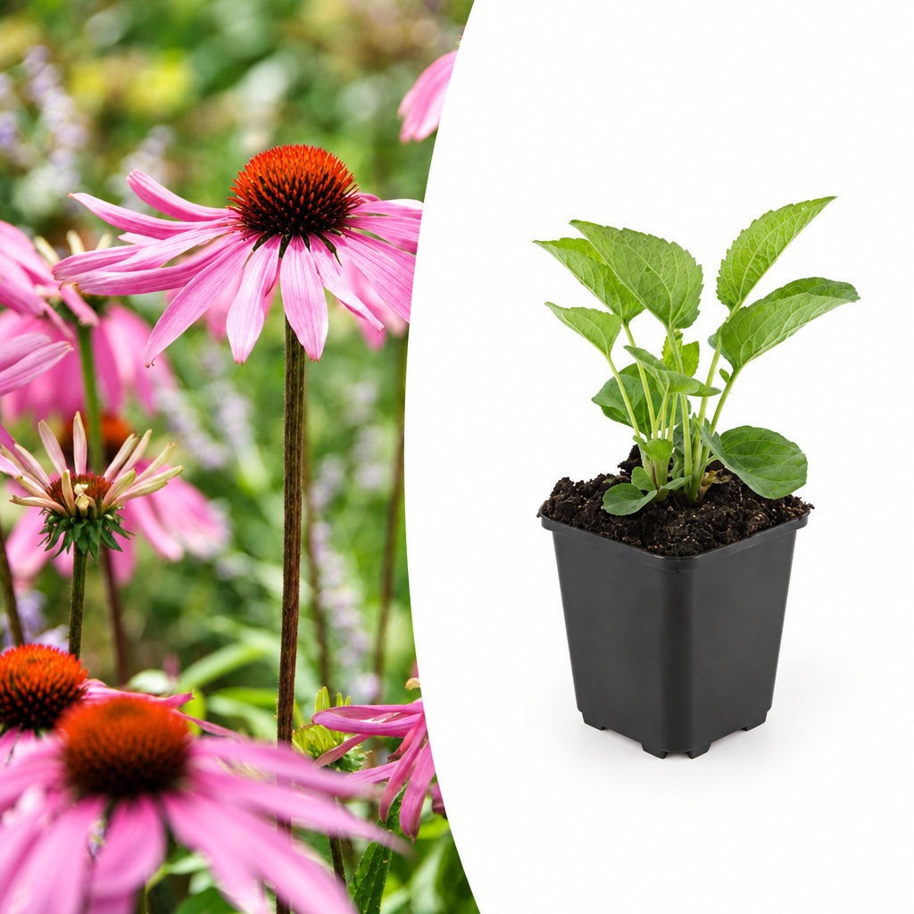 Echinacea p. 'Magnus', kenmerkend blad