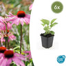 Echinacea p. 'Magnus'