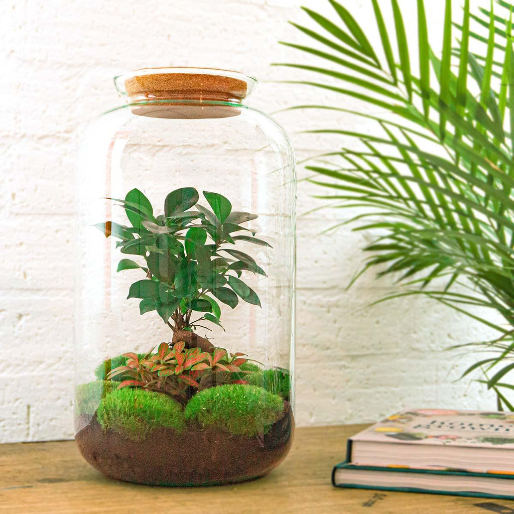 Productfoto van DIY terrarium - Sven Bonsai - Met complete gereedschapsset