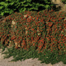 24x Cotoneaster pr. 'Streib's Findling'