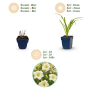 Daglelie Arctic Snow kopen, met crème bloemen