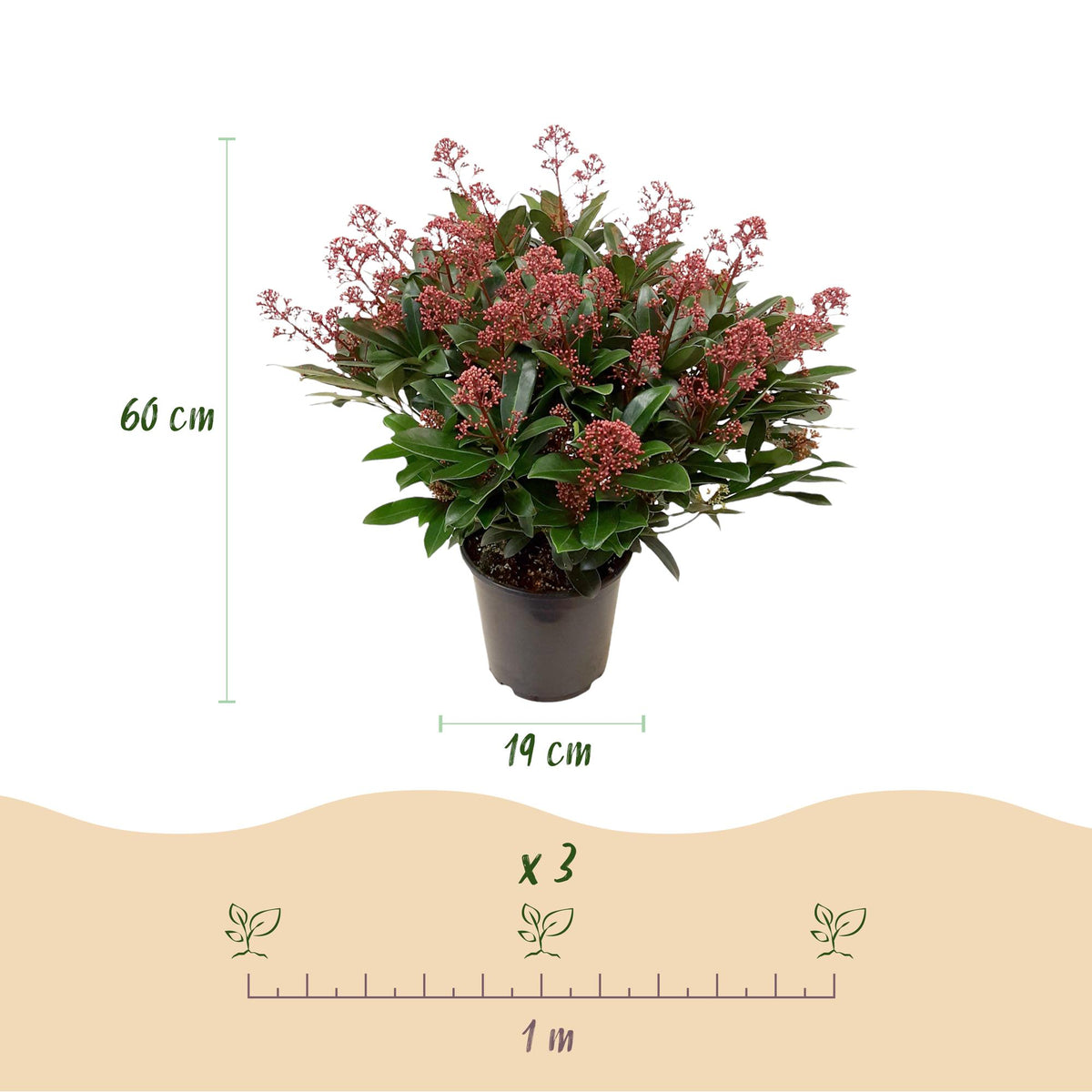 Skimmia japonica 'Rubella' terrasplant, rood, 40+ bloemen, plant voor binnen
