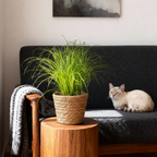 Cyperus alternifolius Zumula met mand, kenmerkend blad