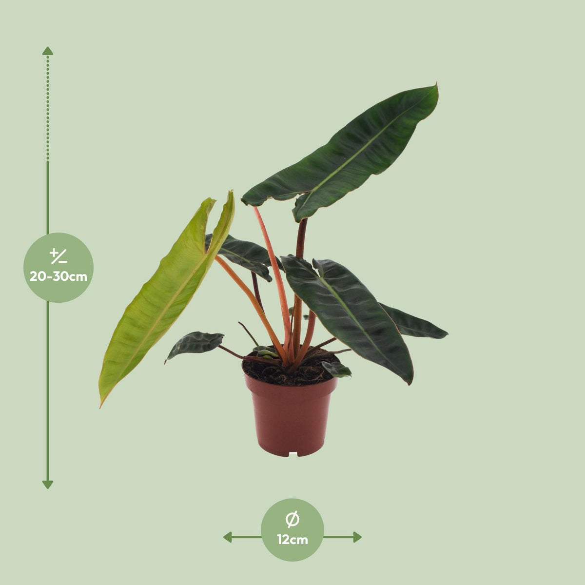 Philodendron Billietiae, detail van het blad