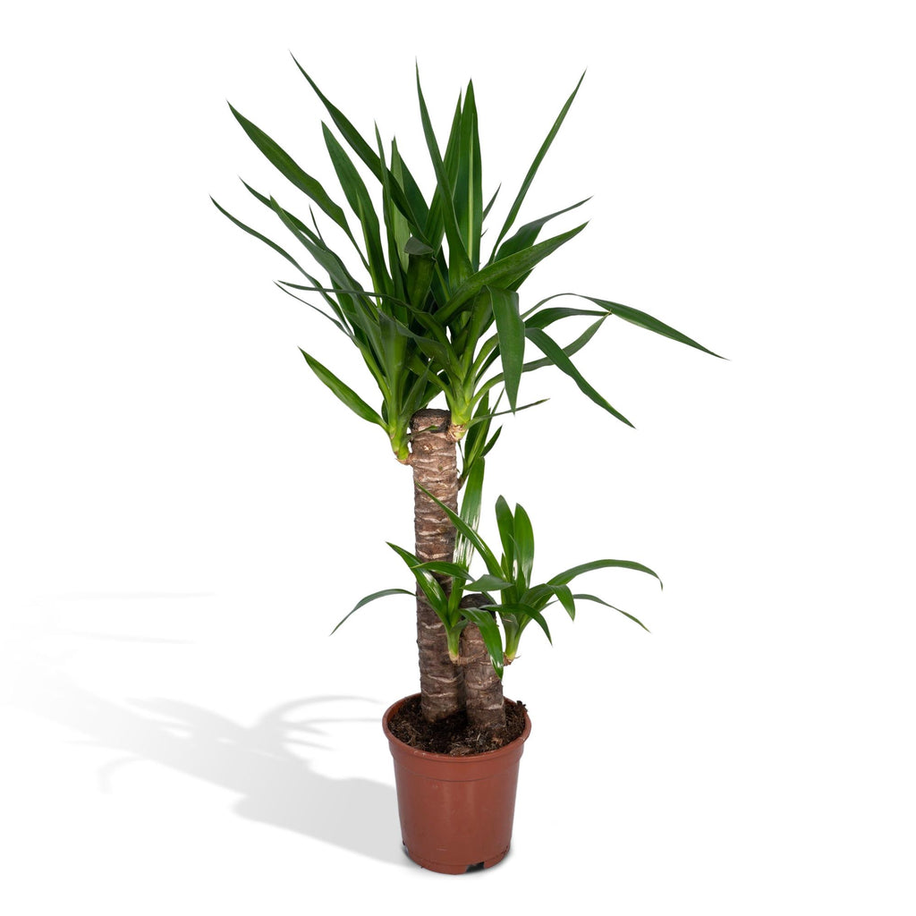 Yucca elephantipes, stekelig blad op stam, 85 cm hoog, detail van het blad