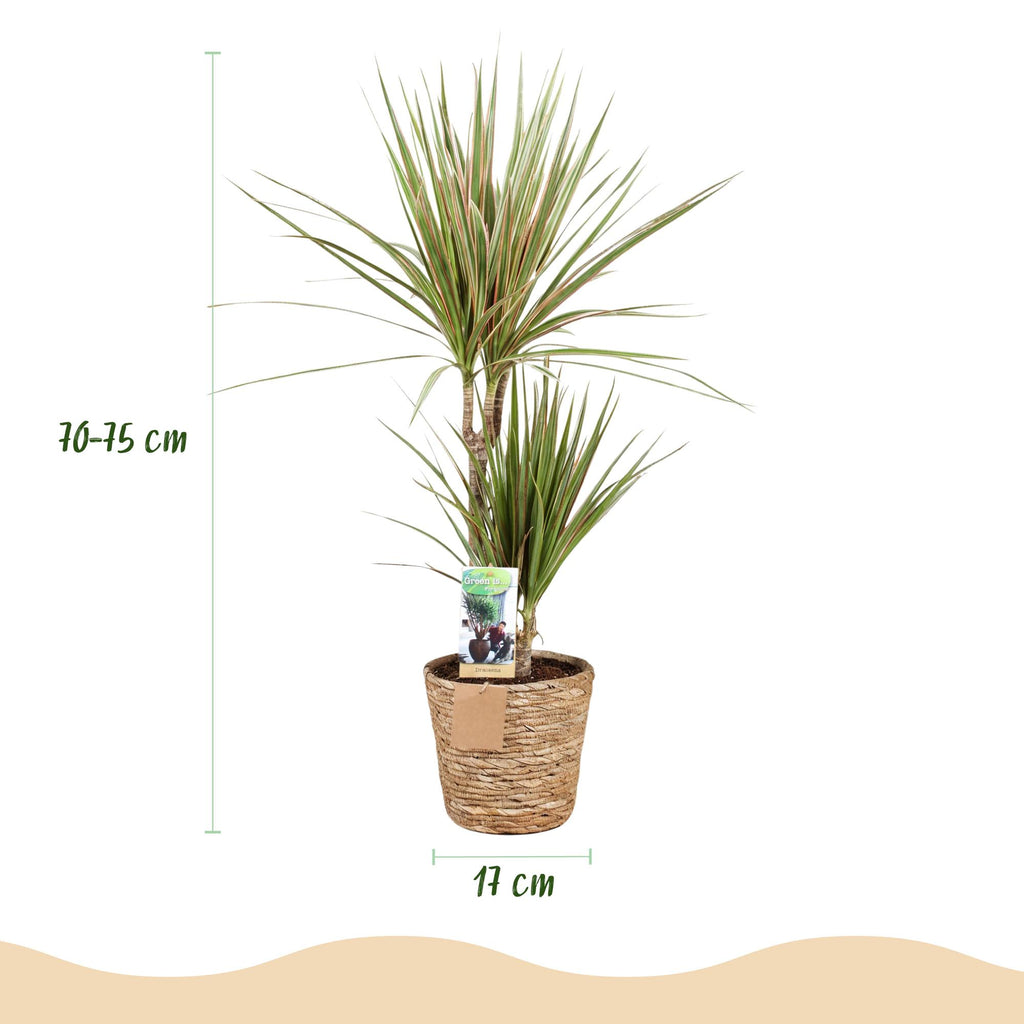 Dracaena Marginata Bicolor met mand, 70-75 cm hoog, kenmerkend blad