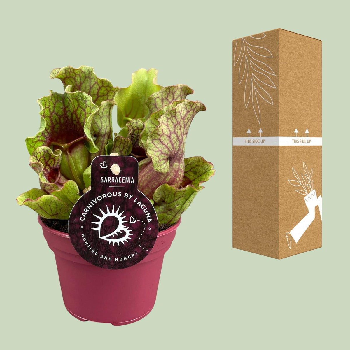 Detailfoto van Sarracenia