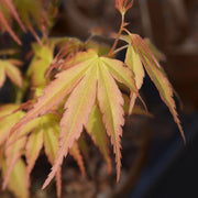 Acer palmatum Katsura