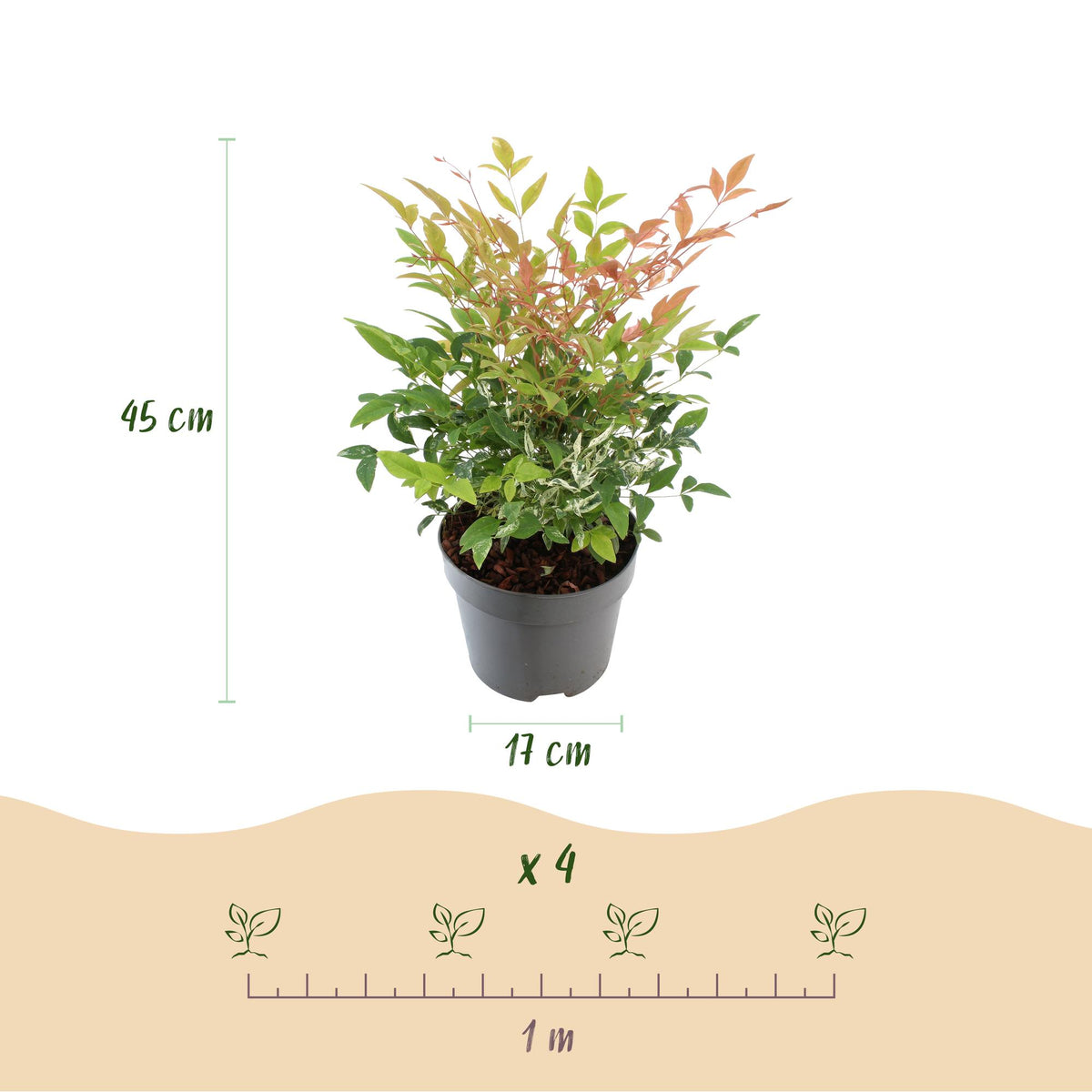 Nandina Twilight, kenmerkend blad