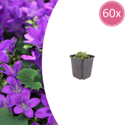 Campanula portenschlagiana