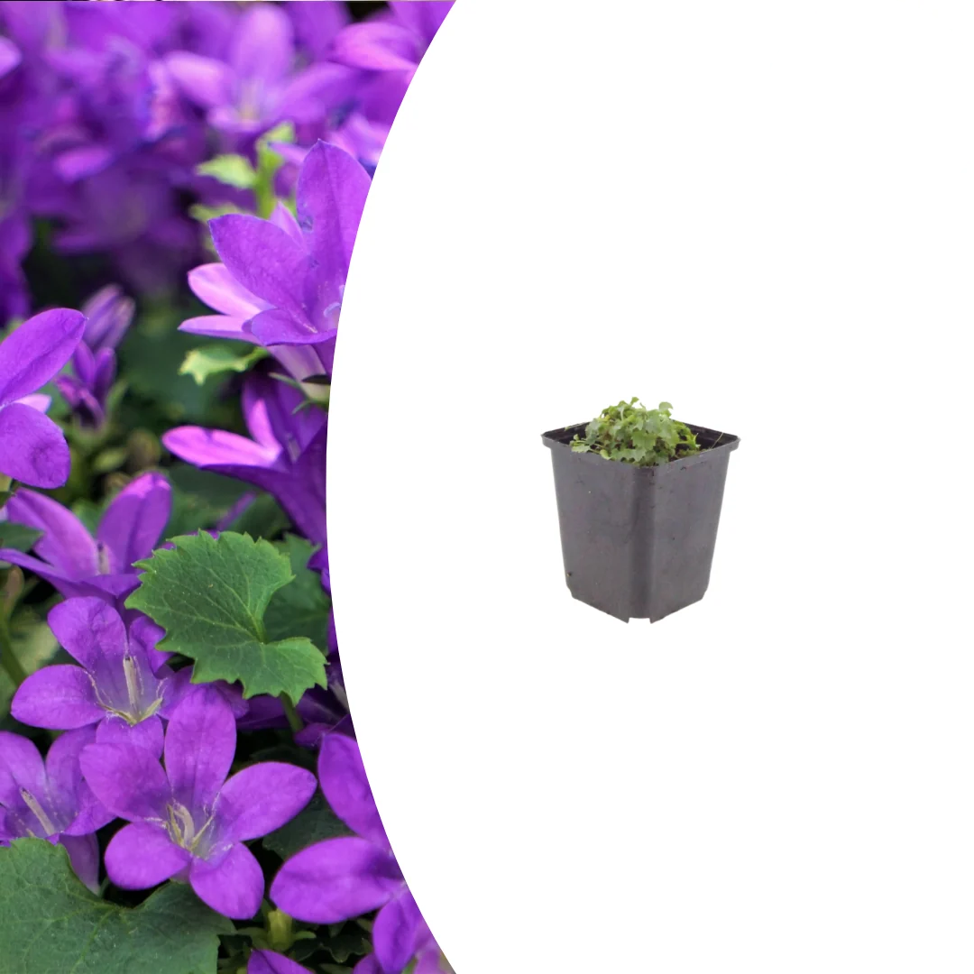 Campanula portenschlagiana, gezonde plant