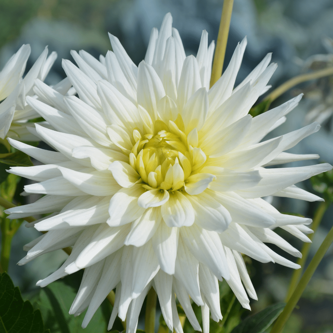 Dahlia 'Playa Blanca', cactusbloem, foto 3
