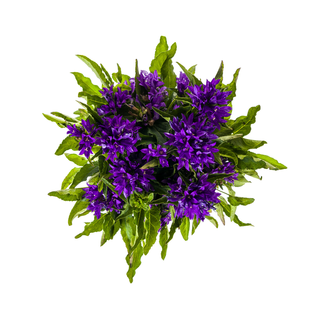 Campanula Glomerata Genti Blue, groene bladeren