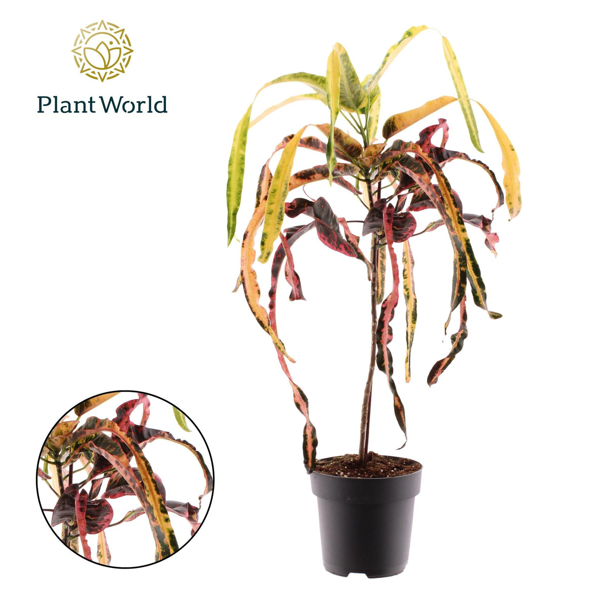 Productfoto van Croton Dreadlock