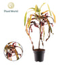 Croton Dreadlock