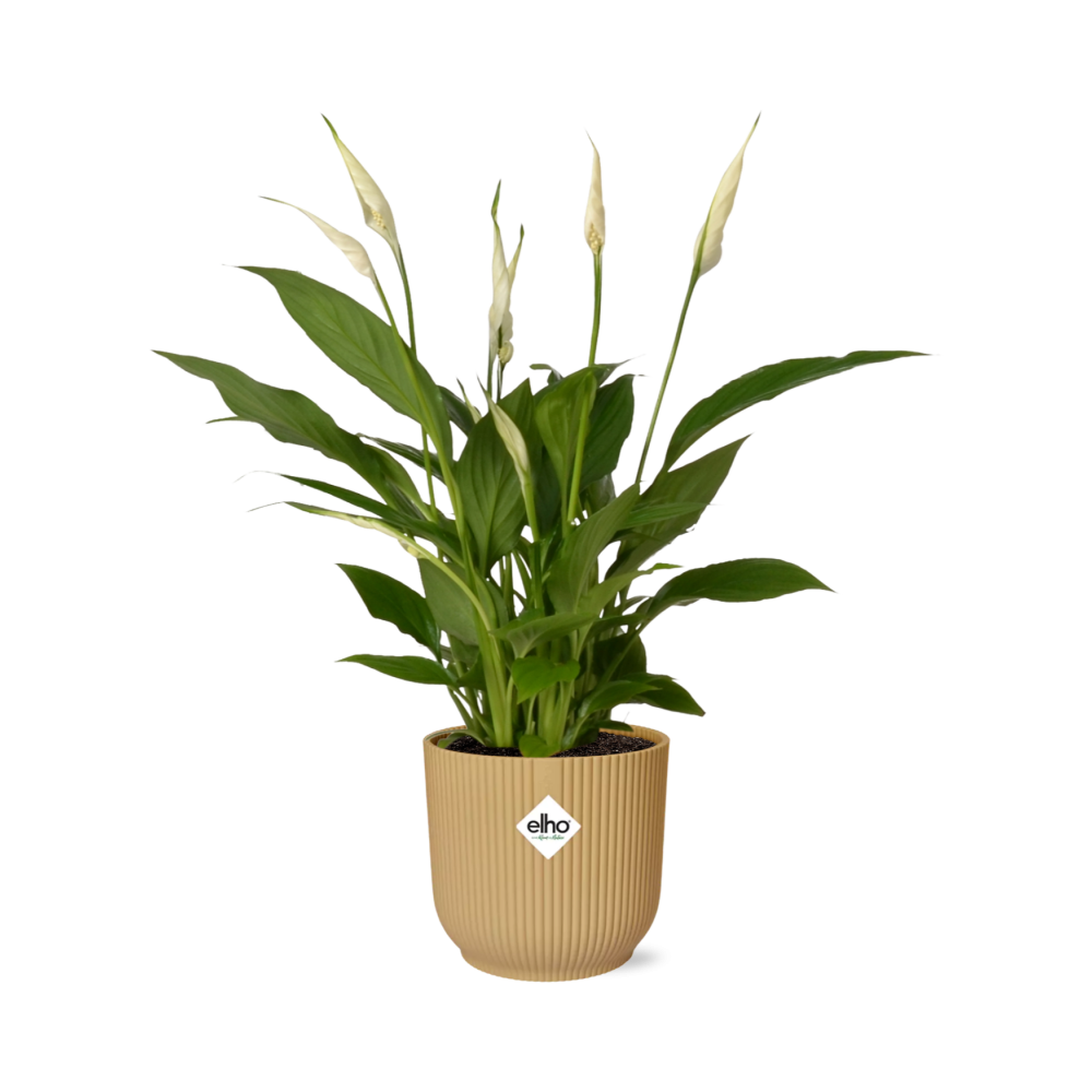Productfoto van Spathiphyllum Torelli in ELHO Vibes Fold geel