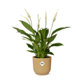 Productfoto van Spathiphyllum Torelli in ELHO Vibes Fold geel