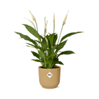 Productfoto van Spathiphyllum Torelli in ELHO Vibes Fold geel