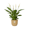 Spathiphyllum Torelli in ELHO Vibes Fold geel