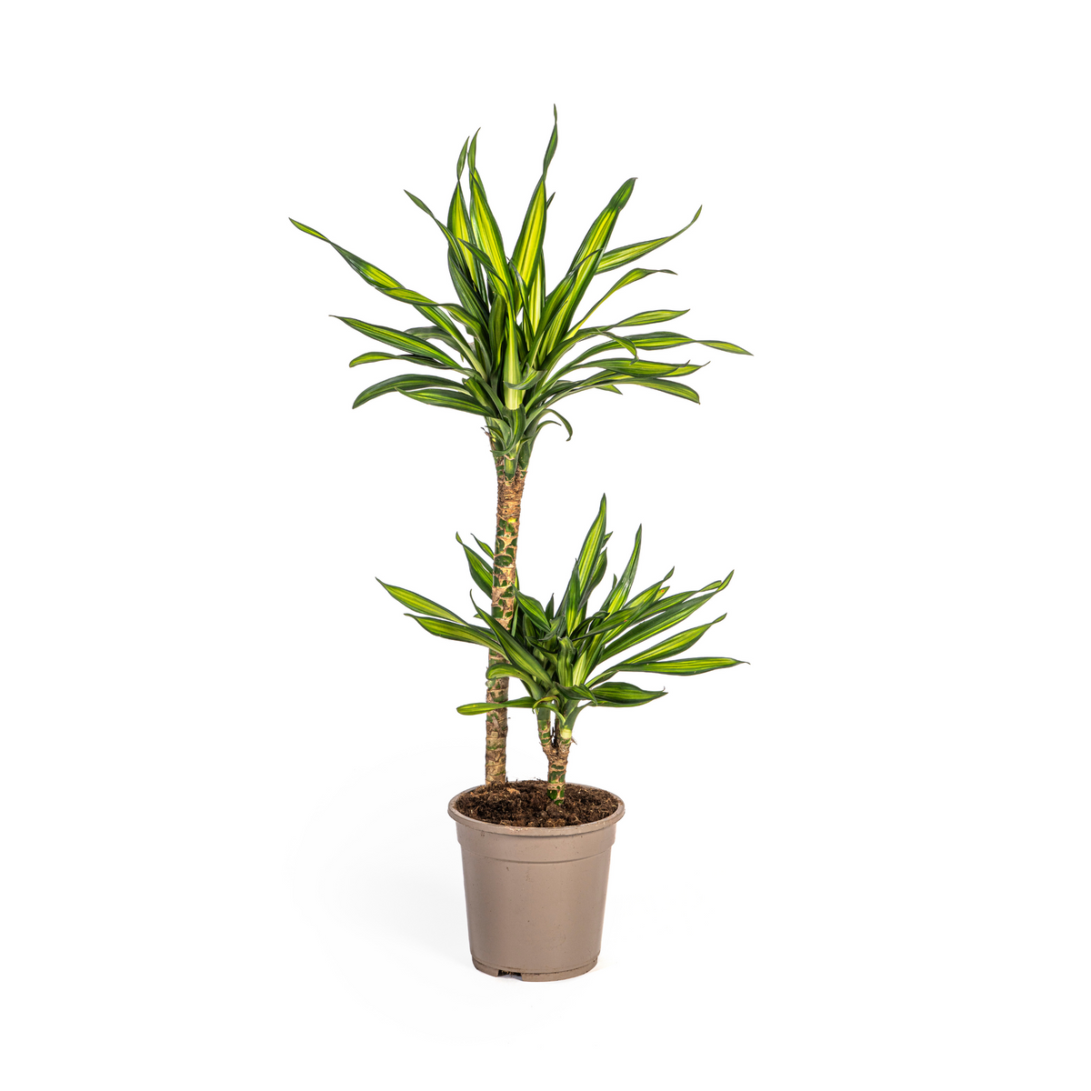 Dracaena Deremensis Rikki, plant in pot