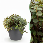 Calissia repens met grijze pot