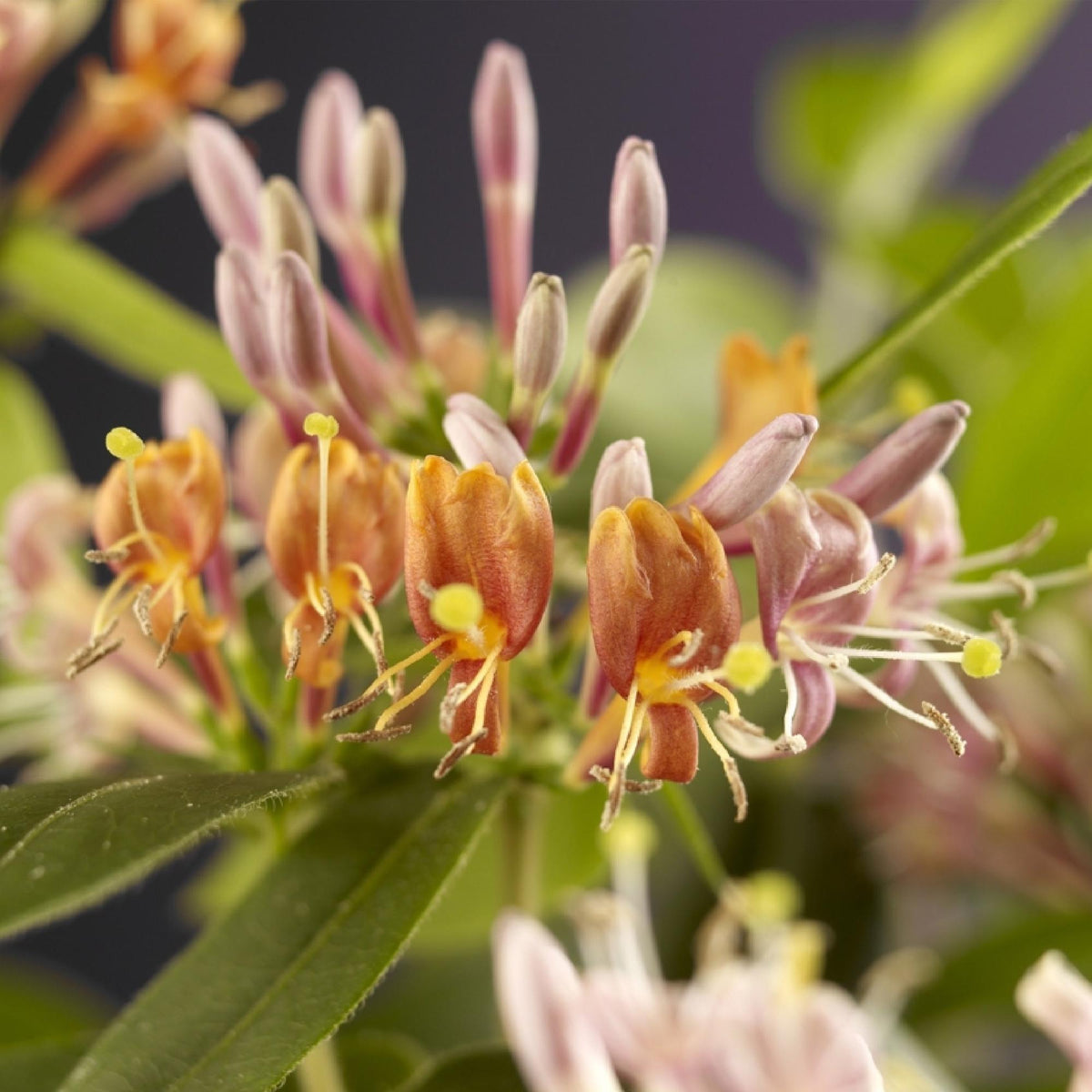 Lonicera henryi, kenmerkend blad