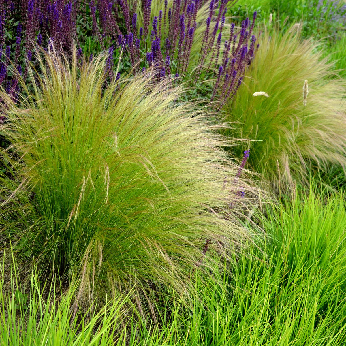 Stipa tenuifolia Pony Tails, plant in pot
