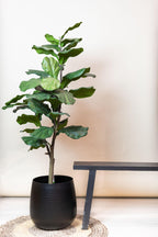 Productafbeelding van Pureplant
