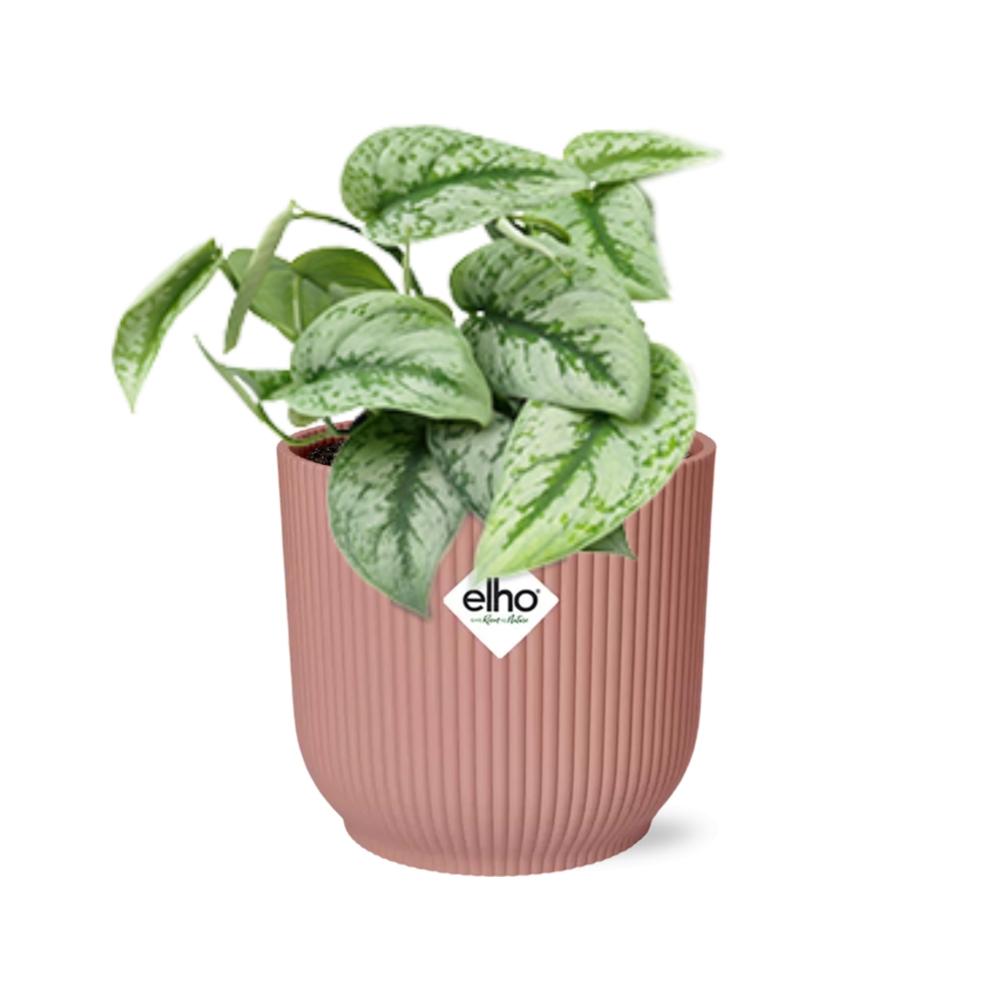 Detailfoto van Scindapsus Pictus ‘Trebie’ in ELHO Vibes Fold 14cm roze