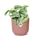 Detailfoto van Scindapsus Pictus ‘Trebie’ in ELHO Vibes Fold 14cm roze