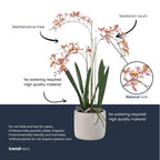 Renanthera Orchidee Roze in pot, plant in pot
