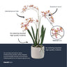 Renanthera Orchidee Roze in pot