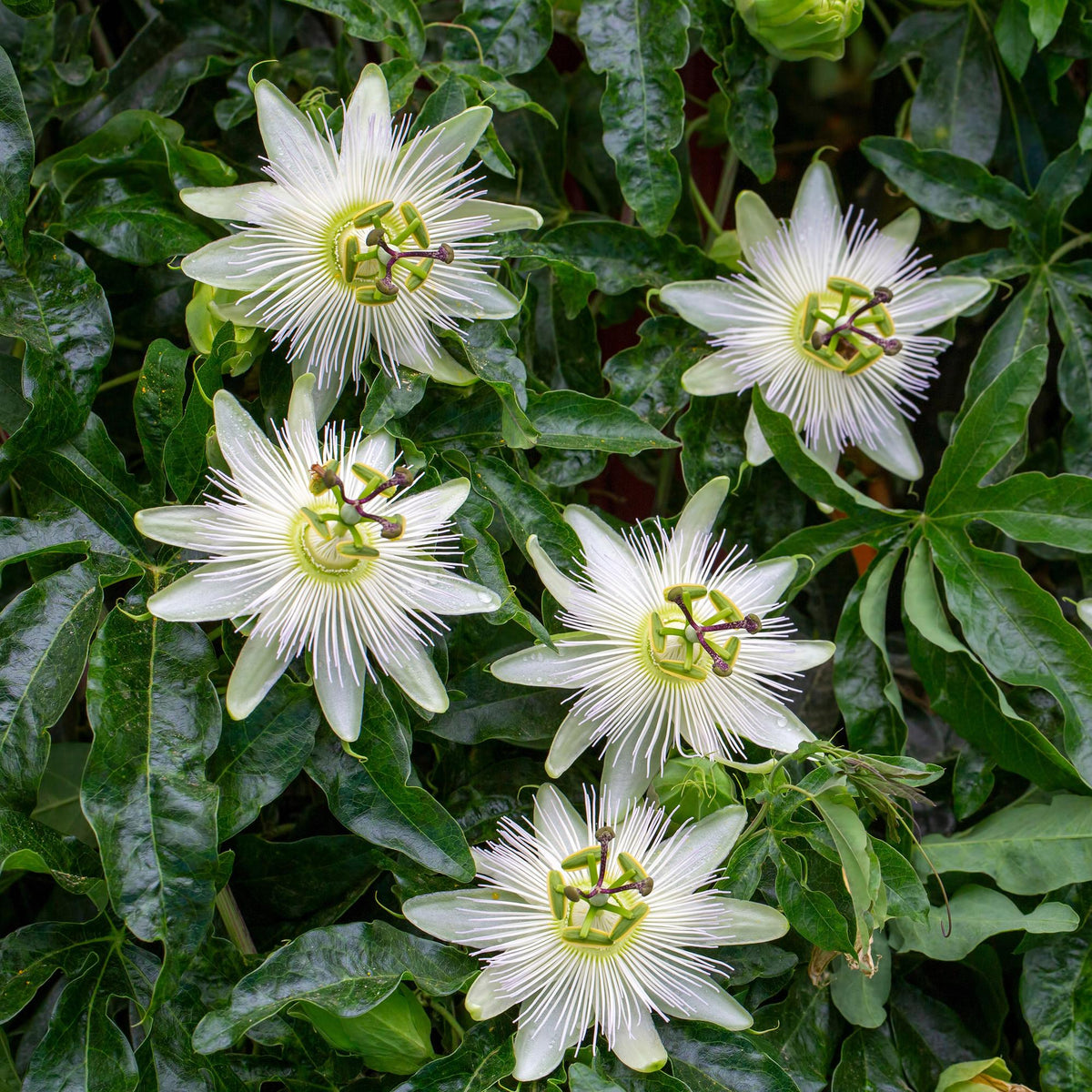 Passiflora Avalanche, groene bladeren