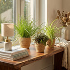 Cyperus, plant in pot