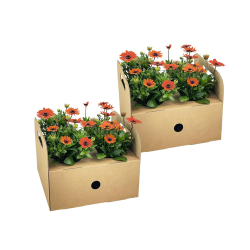 8x Osteospermum Ecklonis Orange, plant in pot